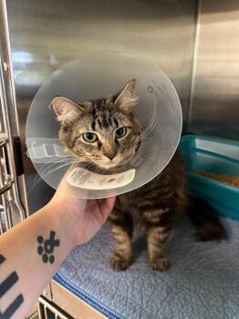 Lavender -  Domestic Medium Hair Cat for Adoption in Metter, Georgia - Lavender | PetCurious