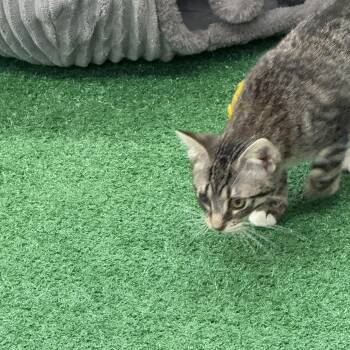 Rescue Domestic Short Hair Cats for Adoption in Lebanon, Kentucky - Cleo | PetCurious
