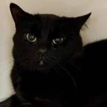Domestic Short Hair Cats Available for Adoption in Lansing, Michigan - Lloyd | PetCurious