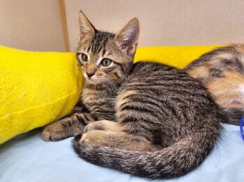 Sean -  Domestic Short Hair Cat Available for Adoption in Naples, Florida - Sean | PetCurious
