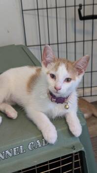Violet (Pink/Purple collar) -  Domestic Short Hair Cat for Adoption in Plymouth, Michigan - Violet (Pink/Purple Collar) | PetCurious