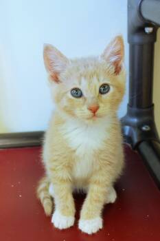 Honeydew -  Domestic Short Hair Cat Available for Adoption in Urbana, Ohio - Honeydew | PetCurious