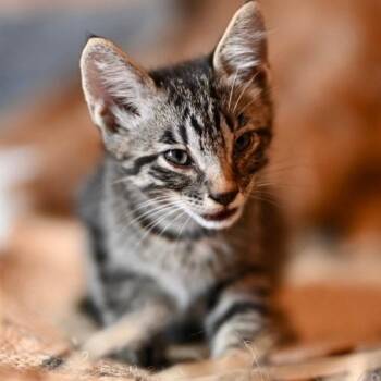 Pepper Jack -  Domestic Short Hair Cat for Adoption in Dallas, Texas - Pepper Jack | PetCurious