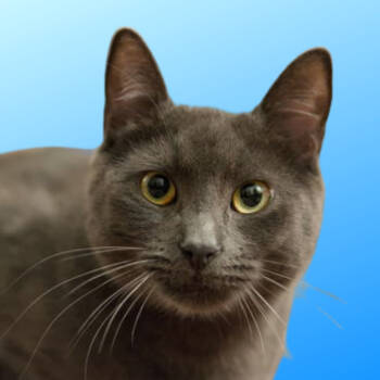 Rescue Russian Blue and Domestic Short Hair Cats for Adoption in San Jose, California - Graphene (bonded W/Clown Pants III) | PetCurious