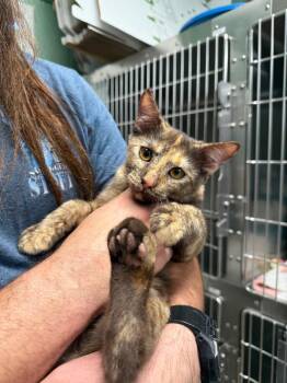 Winnie -  Domestic Medium Hair Cat for Adoption in Twentynine Palms, California - Winnie | PetCurious