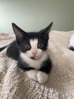 Groot -  Domestic Short Hair Cat for Adoption in West Chester, Pennsylvania - Groot | PetCurious