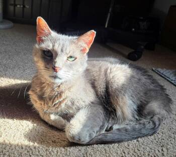 Rescue Tabby Cats for Adoption in Long Beach, Mississippi - Luna | PetCurious