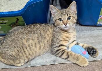 Rescue Tabby Cats for Adoption in London, Ontario - Sarah 17 Wks | PetCurious