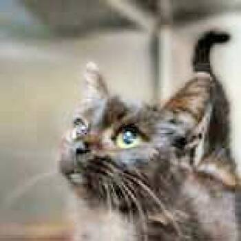 Domestic Short Hair Cats Available for Adoption in Portsmouth, Ohio - Rune | PetCurious