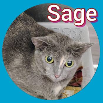 Domestic Short Hair and Dilute Tortoiseshell Cats Available for Adoption in Tucson, Arizona - Sage | PetCurious