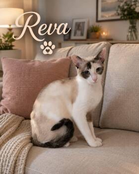 Reva -  Siamese Cat for Adoption in Hopkinton, Massachusetts - Reva | PetCurious