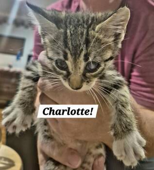 Charlotte -  Domestic Short Hair Cat for Adoption in San Antonio, Texas - Charlotte | PetCurious