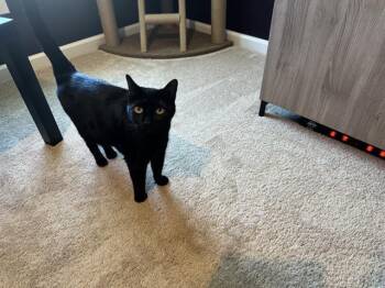 POOTY -  Domestic Short Hair Cat for Adoption in Charlotte, North Carolina - POOTY | PetCurious