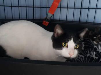 Rescue Domestic Short Hair Cats for Adoption in Boston, Massachusetts - Mr. Puffin | PetCurious