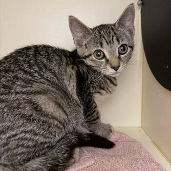 Domestic Short Hair Cats Available for Adoption in Cooperstown, New York - Cora | PetCurious