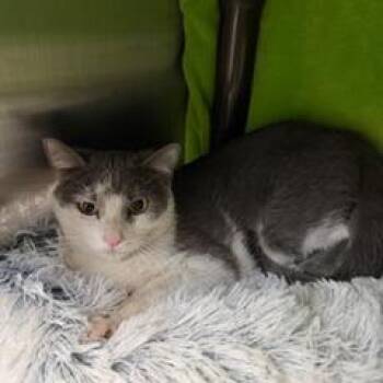 Domestic Short Hair Cats Available for Adoption - Georgette | PetCurious