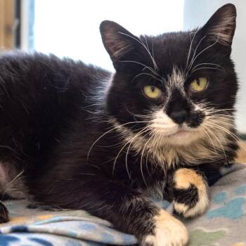 Sicily -  Domestic Short Hair Cat for Adoption in Pontiac, Michigan - Sicily | PetCurious
