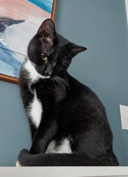 Talbot -  Domestic Short Hair Cat for Adoption in Albany, New York - Talbot | PetCurious