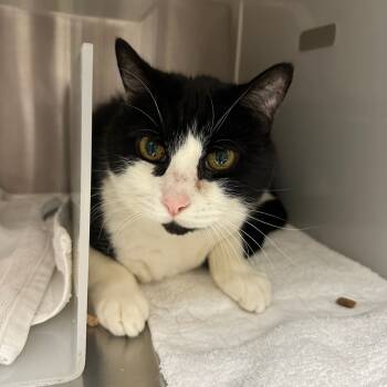 Rescue Domestic Medium Hair Cats for Adoption in Goleta, California - Murphy | PetCurious