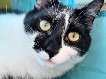 Domestic Short Hair Cats Available for Adoption - Ziggy (bonded With Scotty) | PetCurious