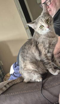 Rescue Dilute Tortoiseshell and Domestic Short Hair Cats for Adoption in Magnolia Springs, Alabama - Grace | PetCurious