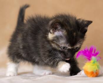 Tortoiseshell Cats Available for Adoption - Miru | PetCurious