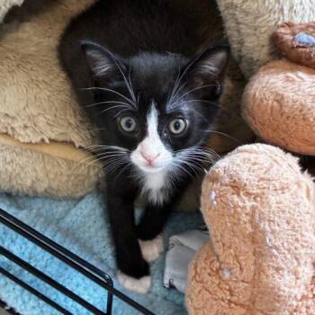 Monday -  Domestic Short Hair Cat for Adoption in Tampa, Florida - Monday | PetCurious