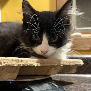Fluffenstein -  Domestic Long Hair and Domestic Short Hair Cat for Adoption in Albert Lea, Minnesota - Fluffenstein | PetCurious