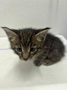 Bentley -  Domestic Medium Hair and Domestic Short Hair Cat Available for Adoption in West Chester, Pennsylvania - Bentley | PetCurious