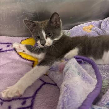 Rapunzel -  Domestic Short Hair Cat for Adoption in West Palm Beach, Florida - Rapunzel | PetCurious