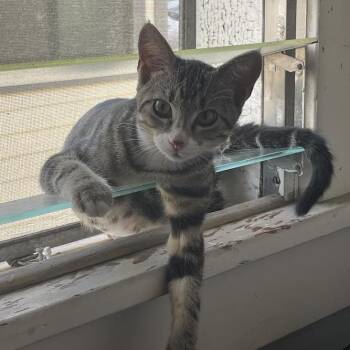 Swisher -  Domestic Short Hair Cat for Adoption in Los Angeles, California - Swisher | PetCurious