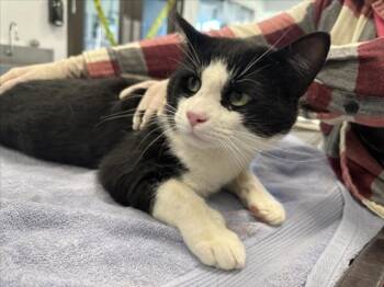 Rescue Domestic Medium Hair Cats for Adoption in Santa Fe, New Mexico - BUDDY | PetCurious