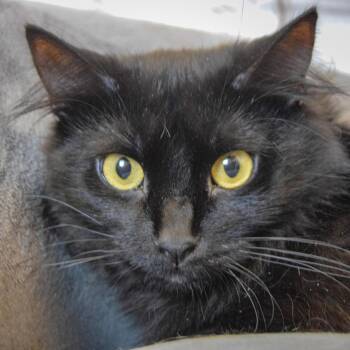 Betty -  Bombay and Domestic Medium Hair Cat for Adoption in Huntley, Illinois - Betty | PetCurious