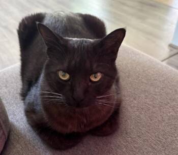 Bobby -  Domestic Short Hair Cat for Adoption in Vancouver, Washington - Bobby | PetCurious
