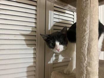 Rya -  Domestic Short Hair Cat for Adoption in Glendale, Arizona - Rya | PetCurious