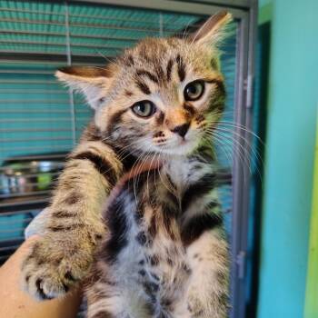 Ruler -  Domestic Short Hair Cat for Adoption in Osawatomie, Kansas - Ruler | PetCurious