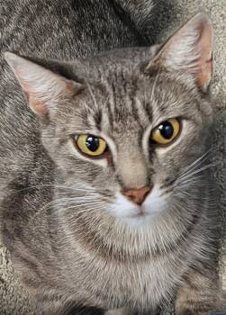 Mama May -  Domestic Short Hair Cat for Adoption in St. Cloud, Minnesota - Mama May | PetCurious