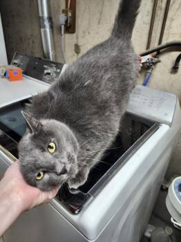 Sharkey -  Domestic Short Hair and Russian Blue Cat for Adoption in East Greenville, Pennsylvania - Sharkey | PetCurious