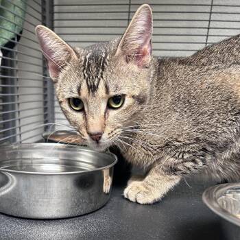 Domestic Short Hair Cats Available for Adoption in South Burlington, Vermont - Fiesty | PetCurious