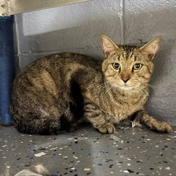 TUSC-Stray-84672 -  Domestic Short Hair Cat for Adoption in Tuscaloosa, Alabama - TUSC-Stray-84672 | PetCurious
