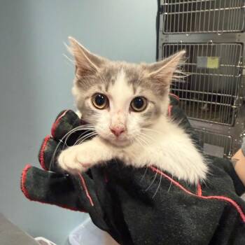 Bean -  Domestic Short Hair Cat for Adoption in Chattanooga, Tennessee - Bean | PetCurious