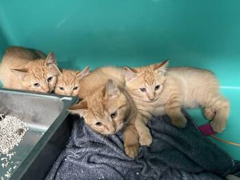 4 Kittens 8 weeks -  Domestic Short Hair Cat for Adoption in Sterling, Massachusetts - 4 Kittens 8 Weeks | PetCurious