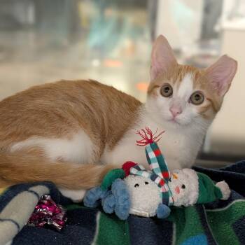 Cora -  Domestic Short Hair Cat for Adoption in Cape Girardeau, Missouri - Cora | PetCurious