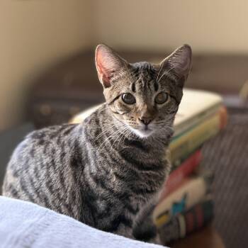 Artemis & Orion -  Tabby and Abyssinian Cat for Adoption - Artemis & Orion | PetCurious