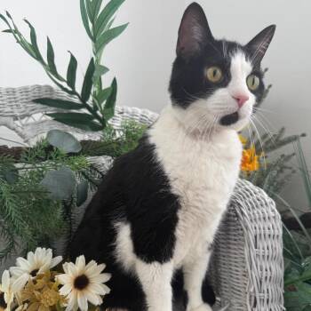 Bluebelle Garden 56635 -  Domestic Short Hair Cat for Adoption in Eaton Rapids, Michigan - Bluebelle Garden 56635 | PetCurious