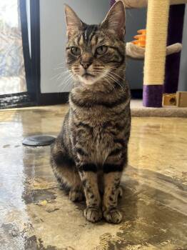 Lexi -  Tabby and Domestic Short Hair Cat for Adoption in Plano, Texas - Lexi | PetCurious
