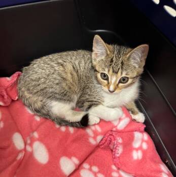 Kimzha -  Domestic Short Hair Cat for Adoption in Fort Lupton, Colorado - Kimzha | PetCurious