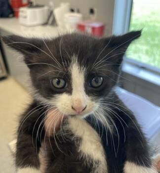 Charming -  Domestic Short Hair Cat for Adoption in Lafayette, Indiana - Charming | PetCurious
