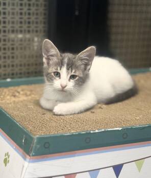Kiki -  Domestic Short Hair Cat for Adoption in Bell Gardens, California - Kiki | PetCurious