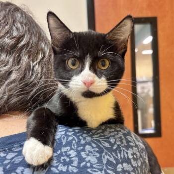 Mia -  Domestic Short Hair Cat for Adoption in Sonora, California - Mia | PetCurious